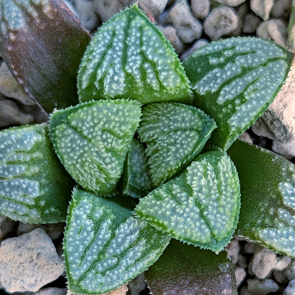 Haworthia PP680 hybrid series #4