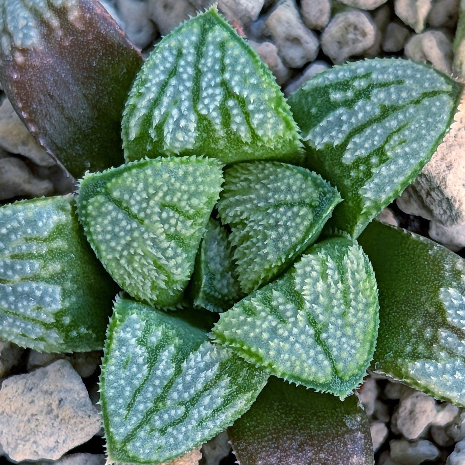Haworthia PP680 hybrid series #4