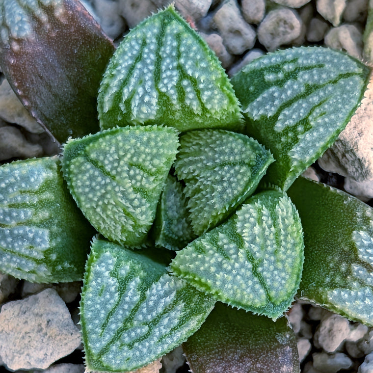 Haworthia PP680 hybrid series #4
