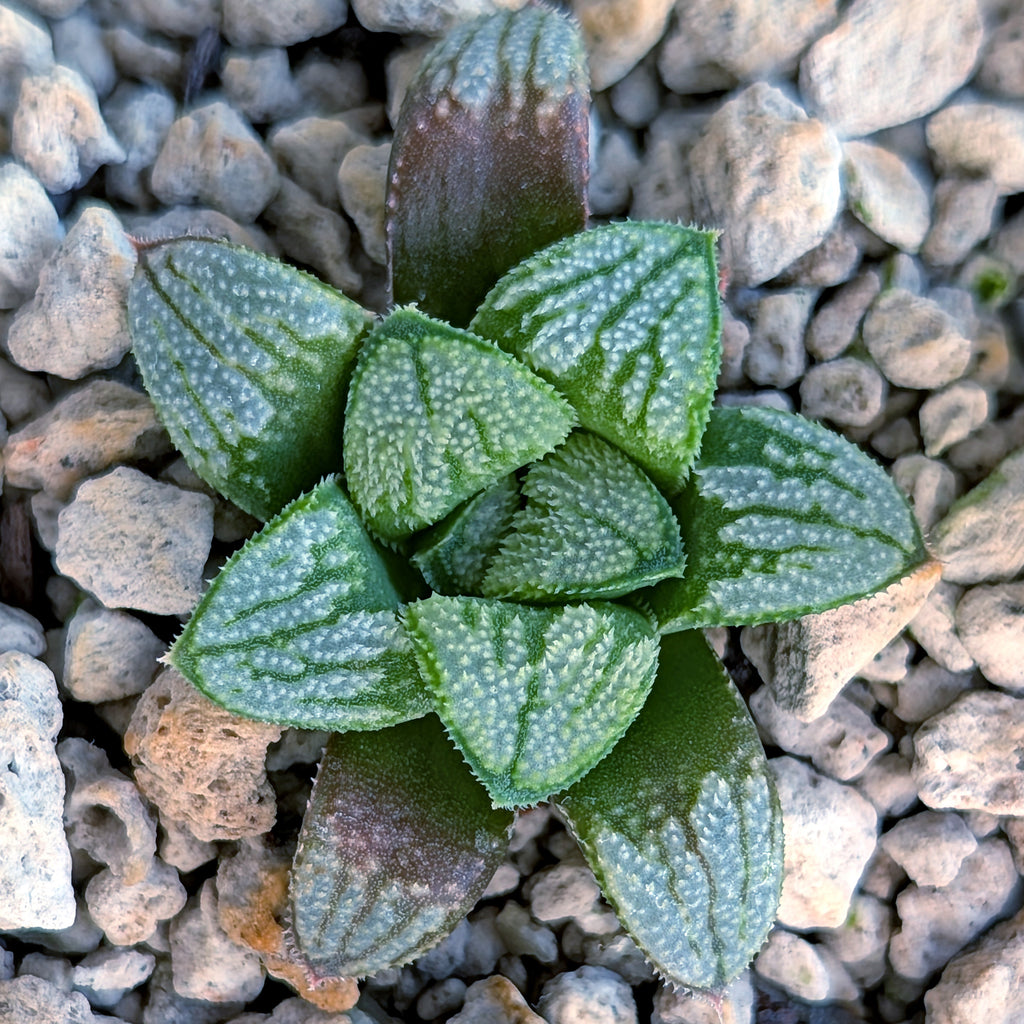 Haworthia PP680 hybrid series #4