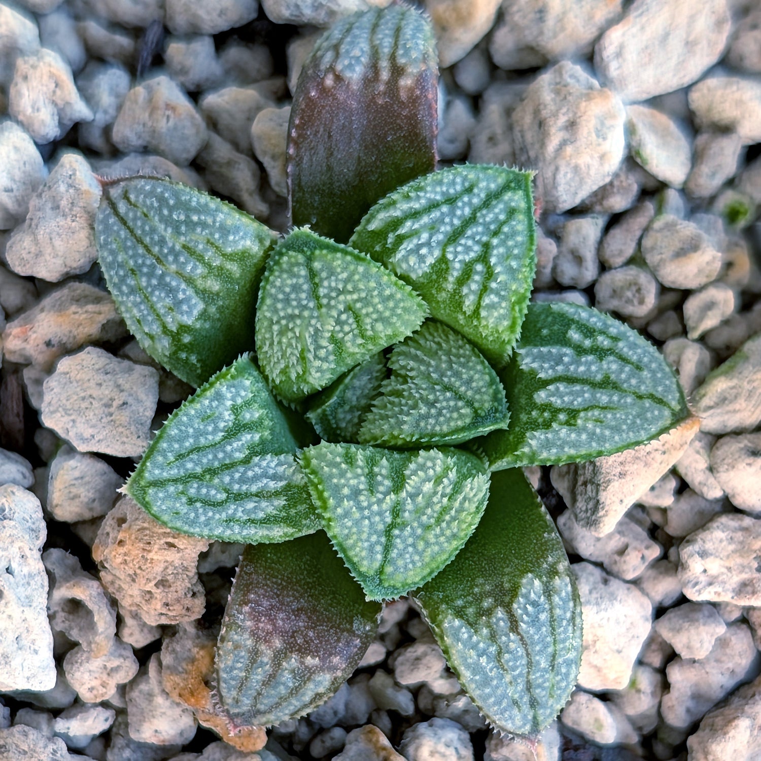 Haworthia PP680 hybrid series #4
