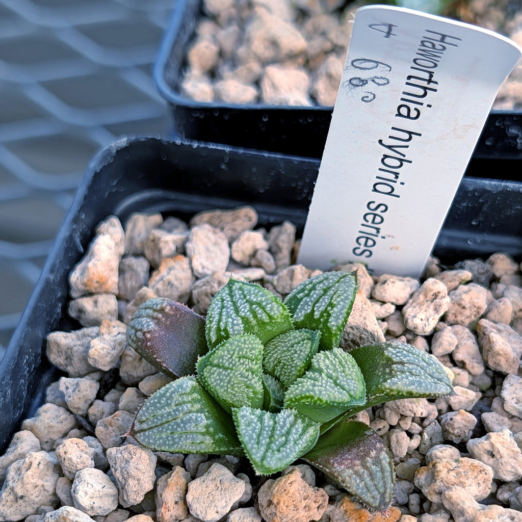 Haworthia PP680 hybrid series #4