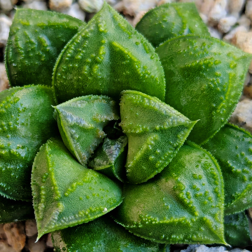 Haworthia PP576 hybrid series #40