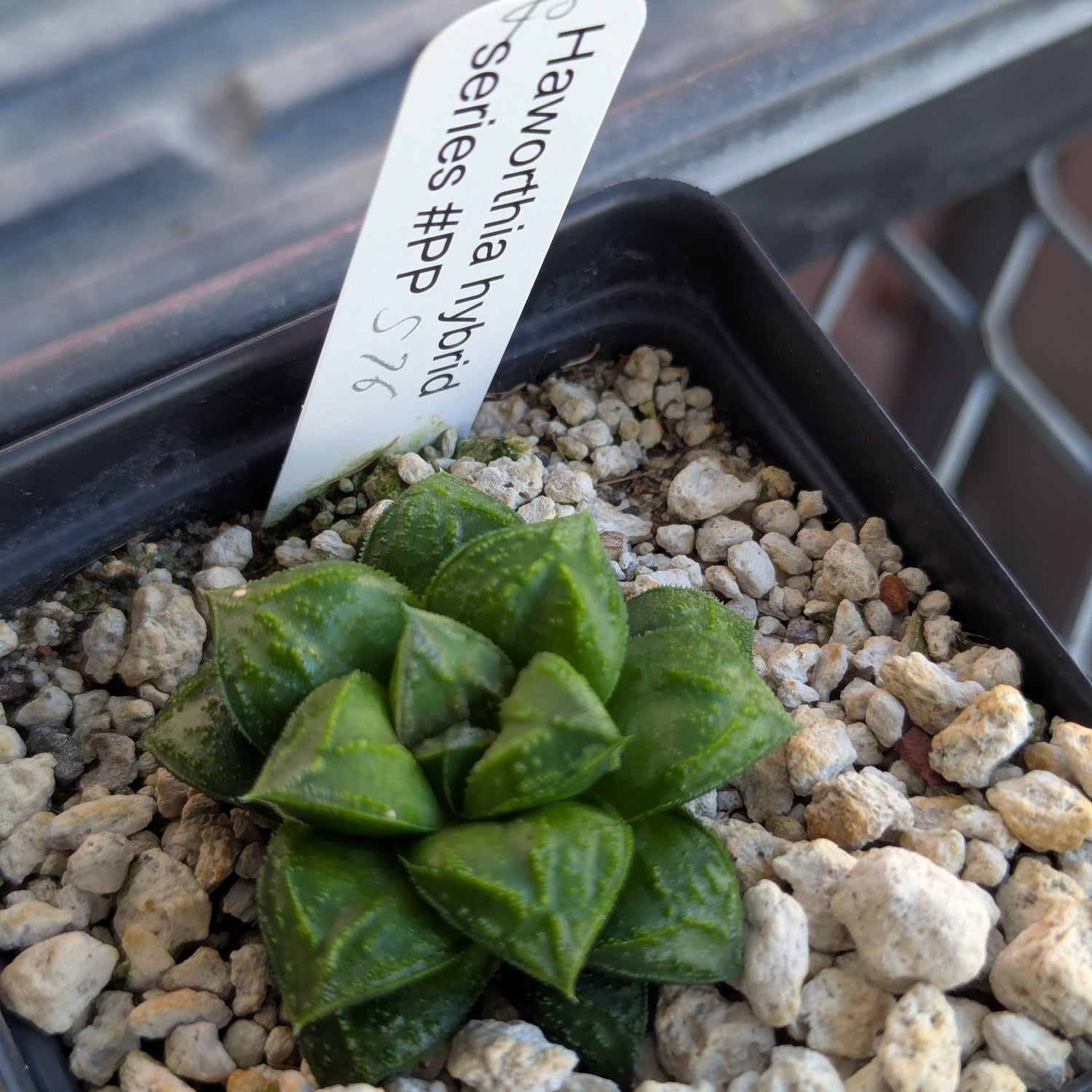 Haworthia PP576 hybrid series #40