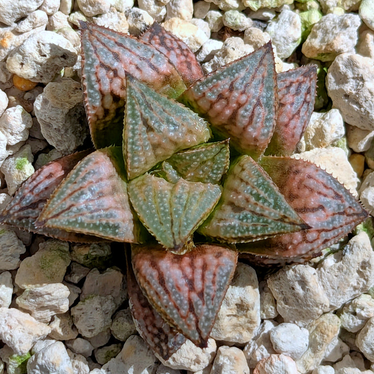 Haworthia  hybrid series PP583  #40