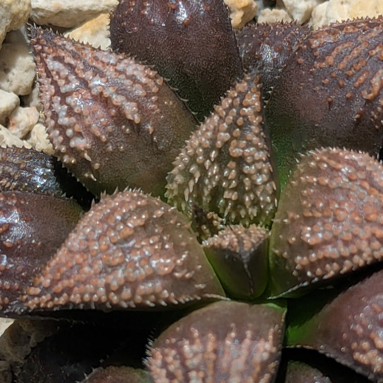Haworthia  hybrid series PP611  #40