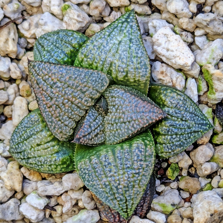 Haworthia 