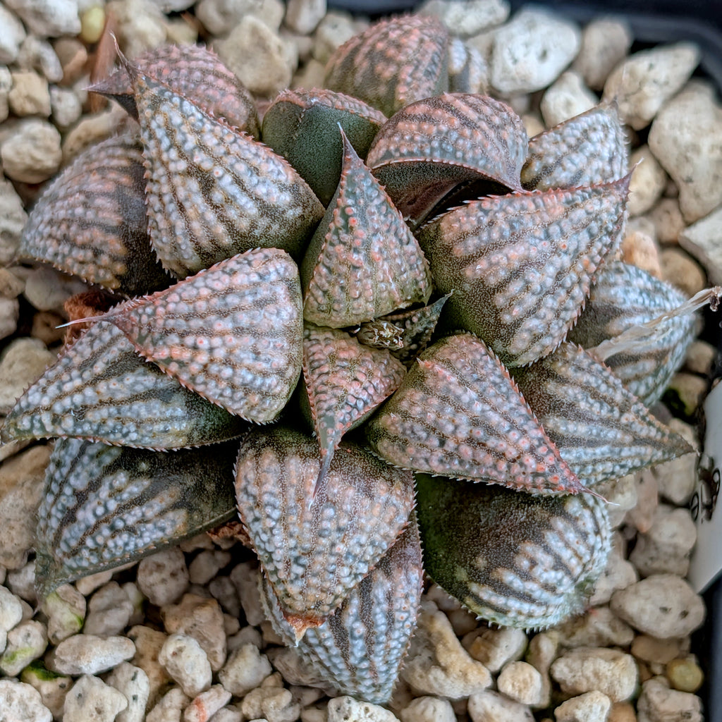 Haworthia hybrid series PP323 #40