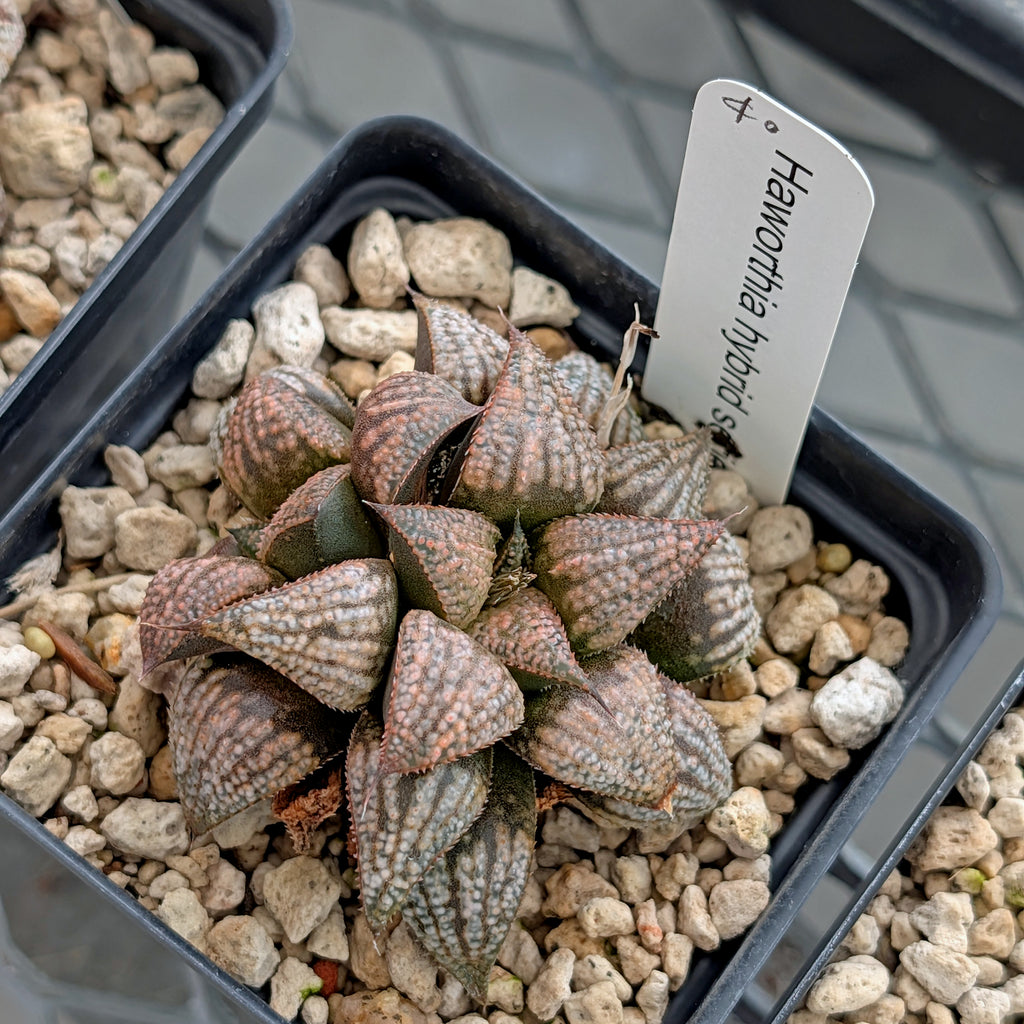 Haworthia hybrid series PP323 #40