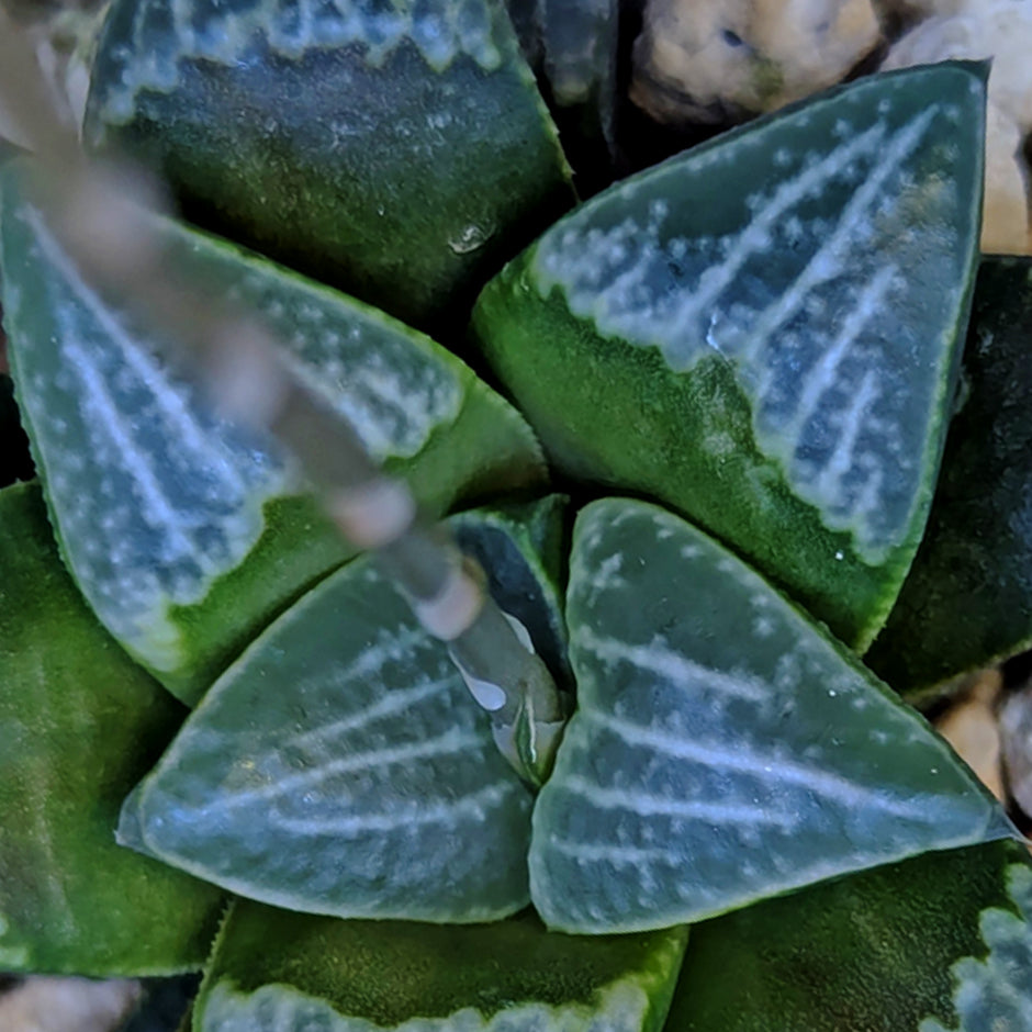 Haworthia hybrid series PP558 #40