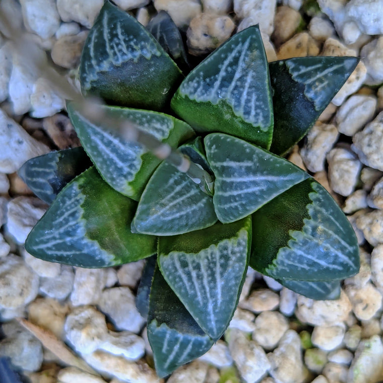 Haworthia hybrid series PP558 #40
