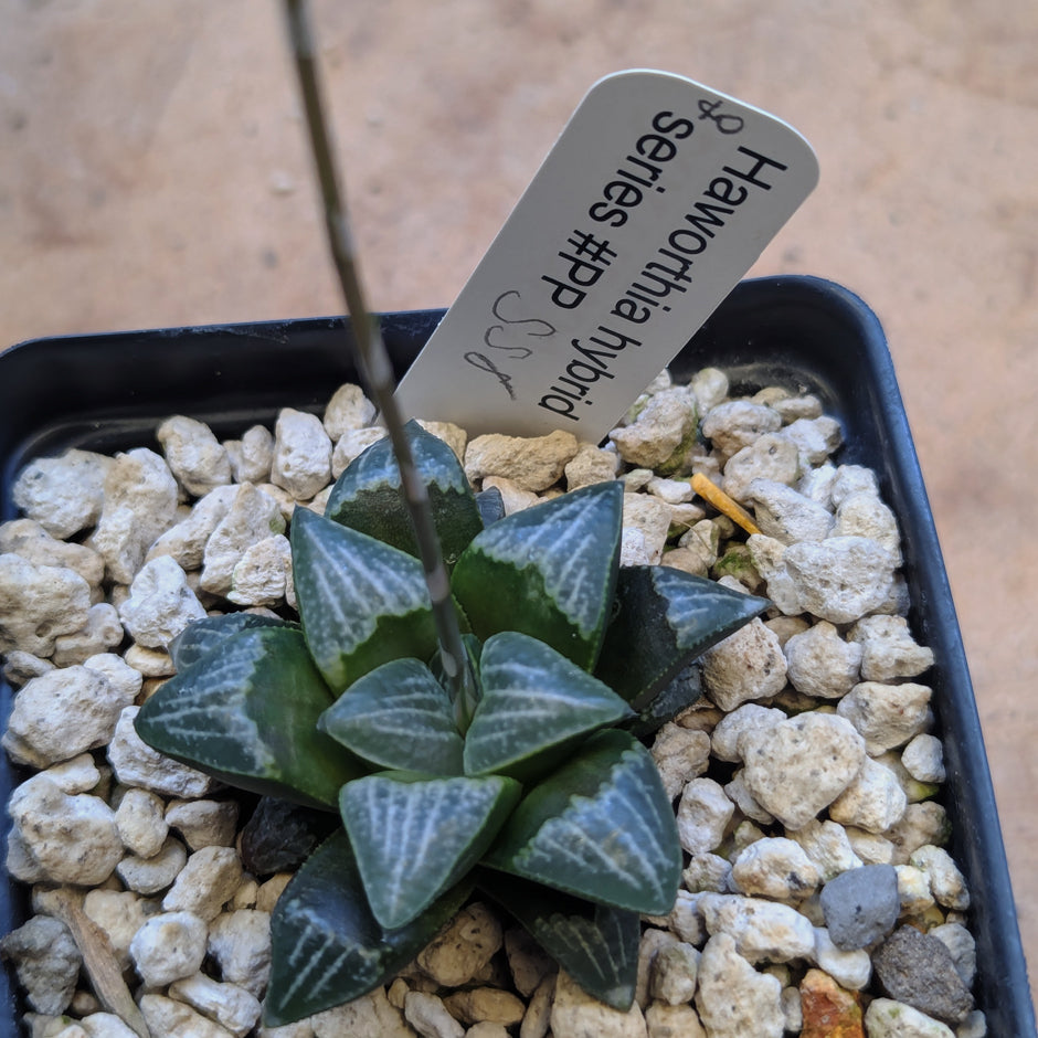 Haworthia hybrid series PP558 #40