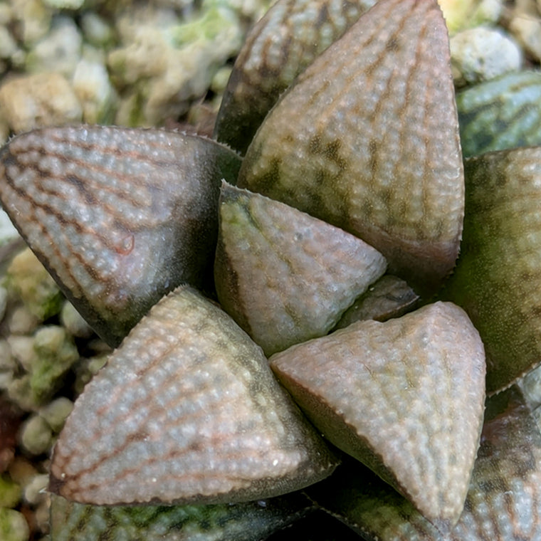 Haworthia 