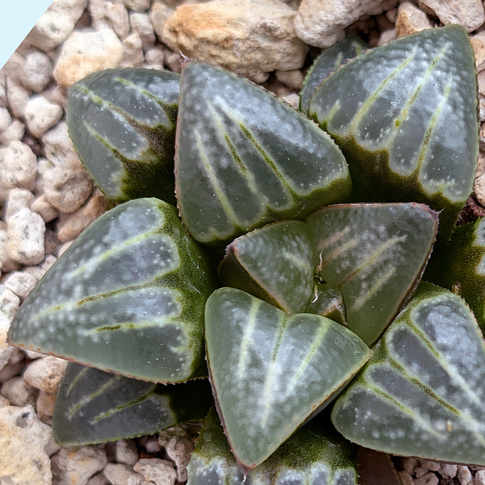 Haworthia PP644 White Widow hybrid series #40