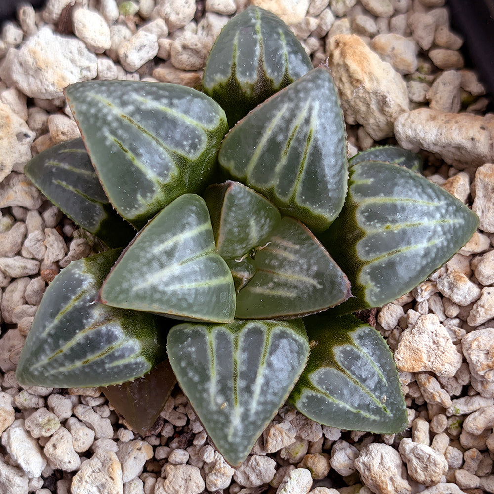 Haworthia PP644 White Widow hybrid series #40