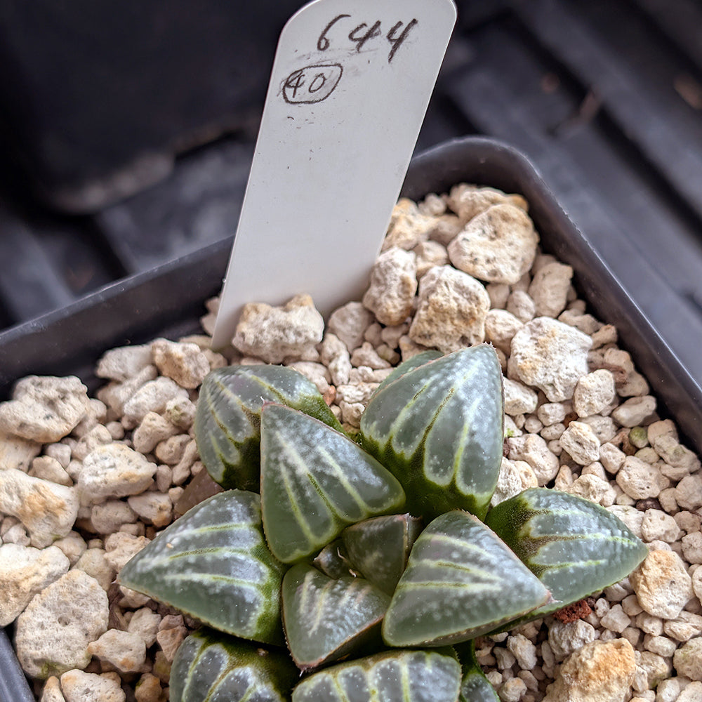 Haworthia PP644 White Widow hybrid series #40