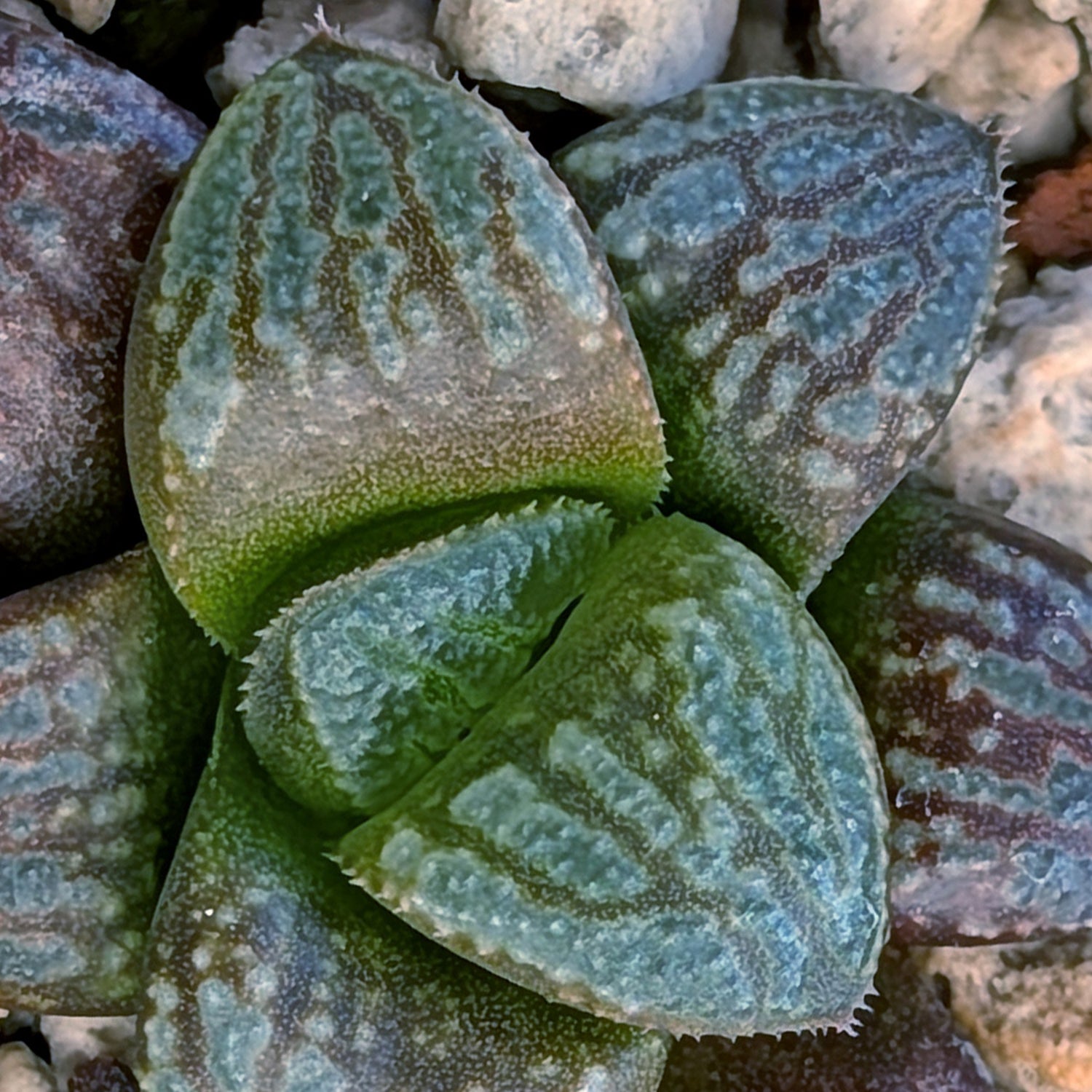 Haworthia PP671 hybrid series #40