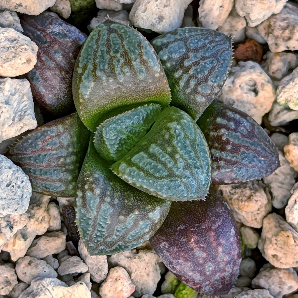 Haworthia PP671 hybrid series #40