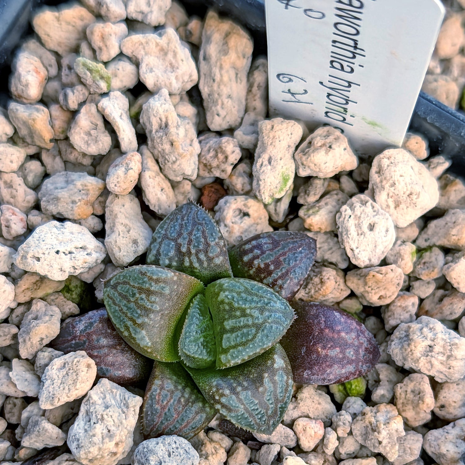 Haworthia PP671 hybrid series #40