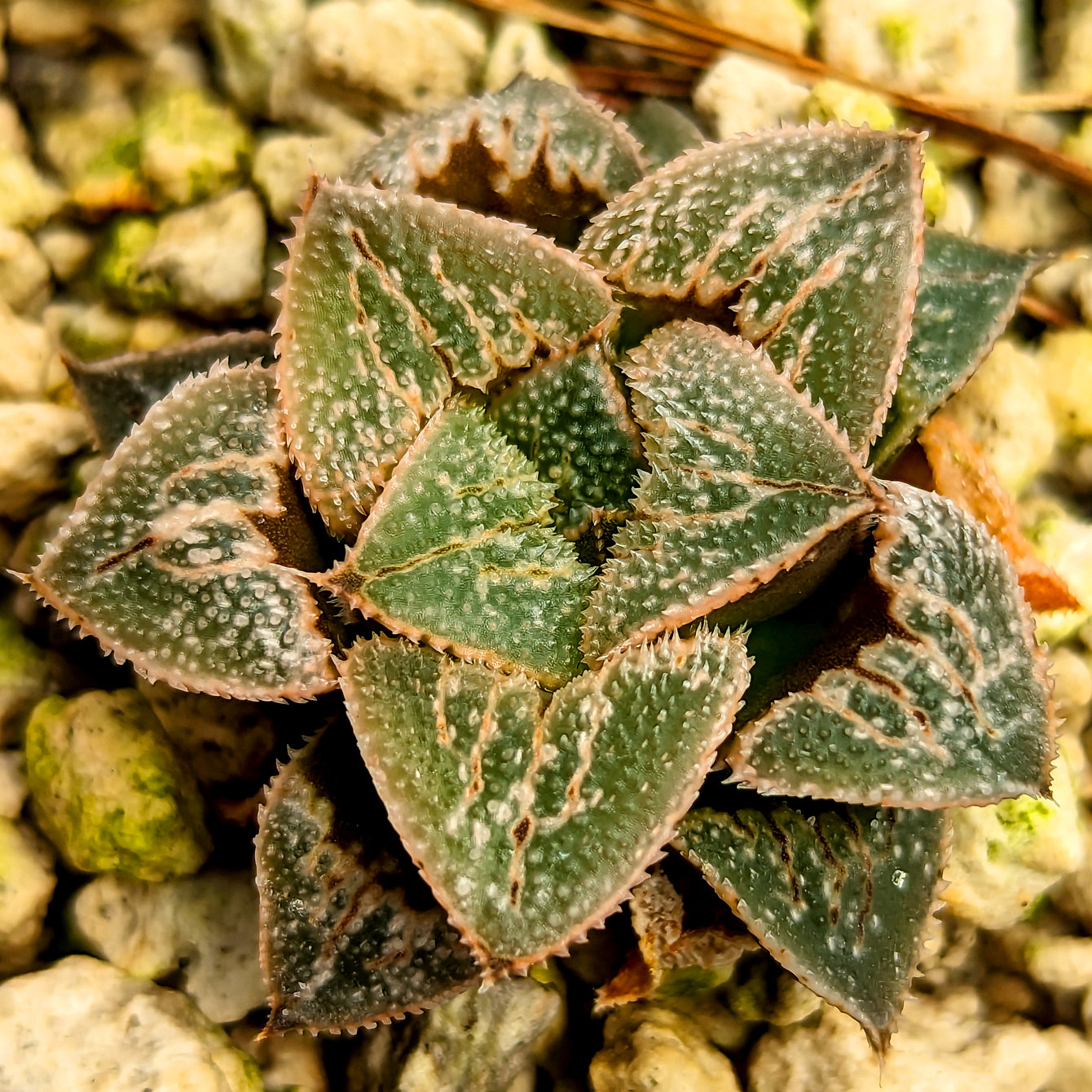 Haworthia hybrid series PP303 #41 SOLD OUT