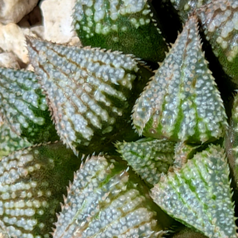 Haworthia  hybrid series PP611  #41