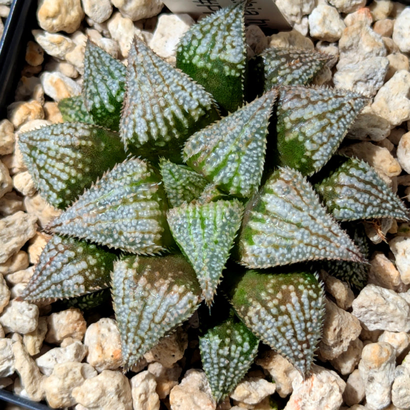 Haworthia  hybrid series PP611  #41