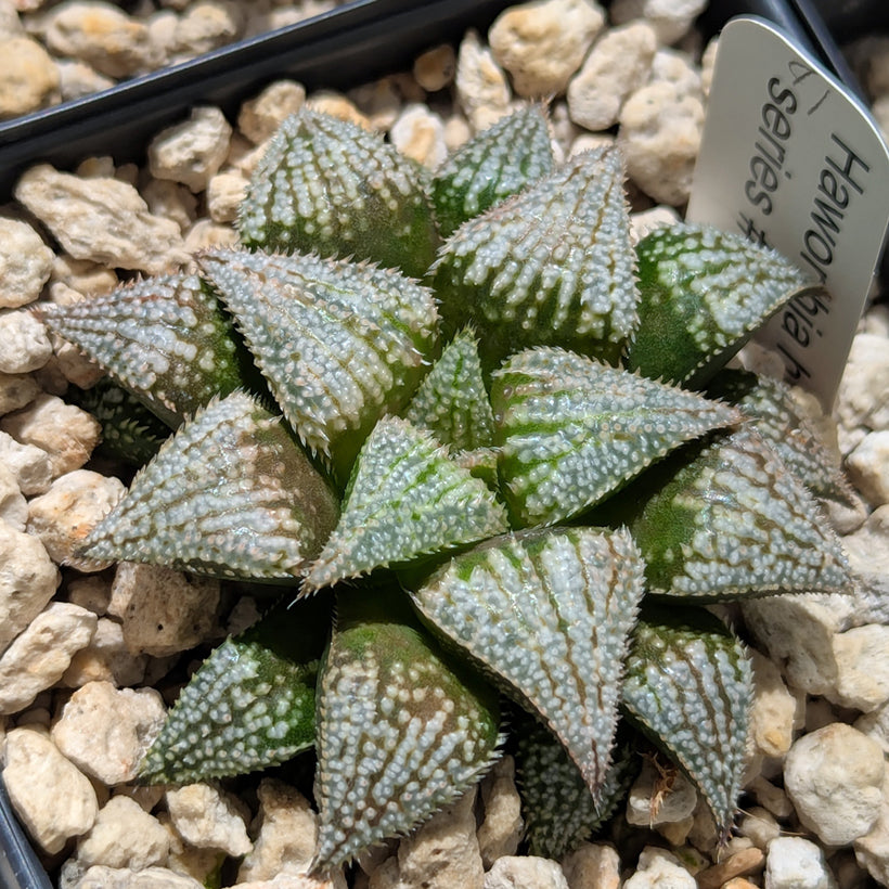 Haworthia  hybrid series PP611  #41