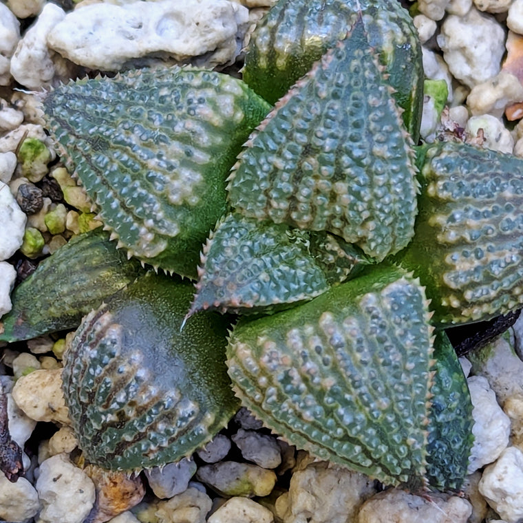 Haworthia 