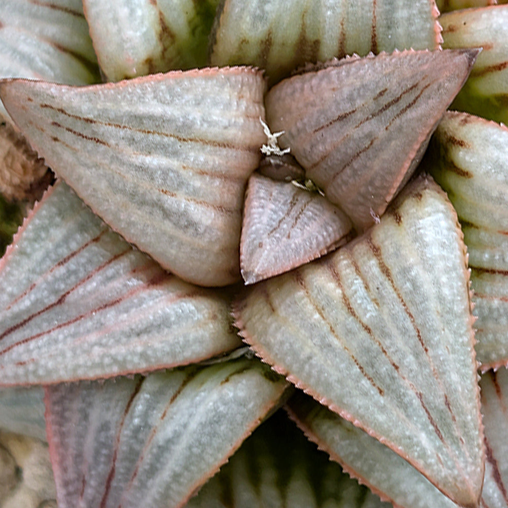 Haworthia PP225 hybrid series #41