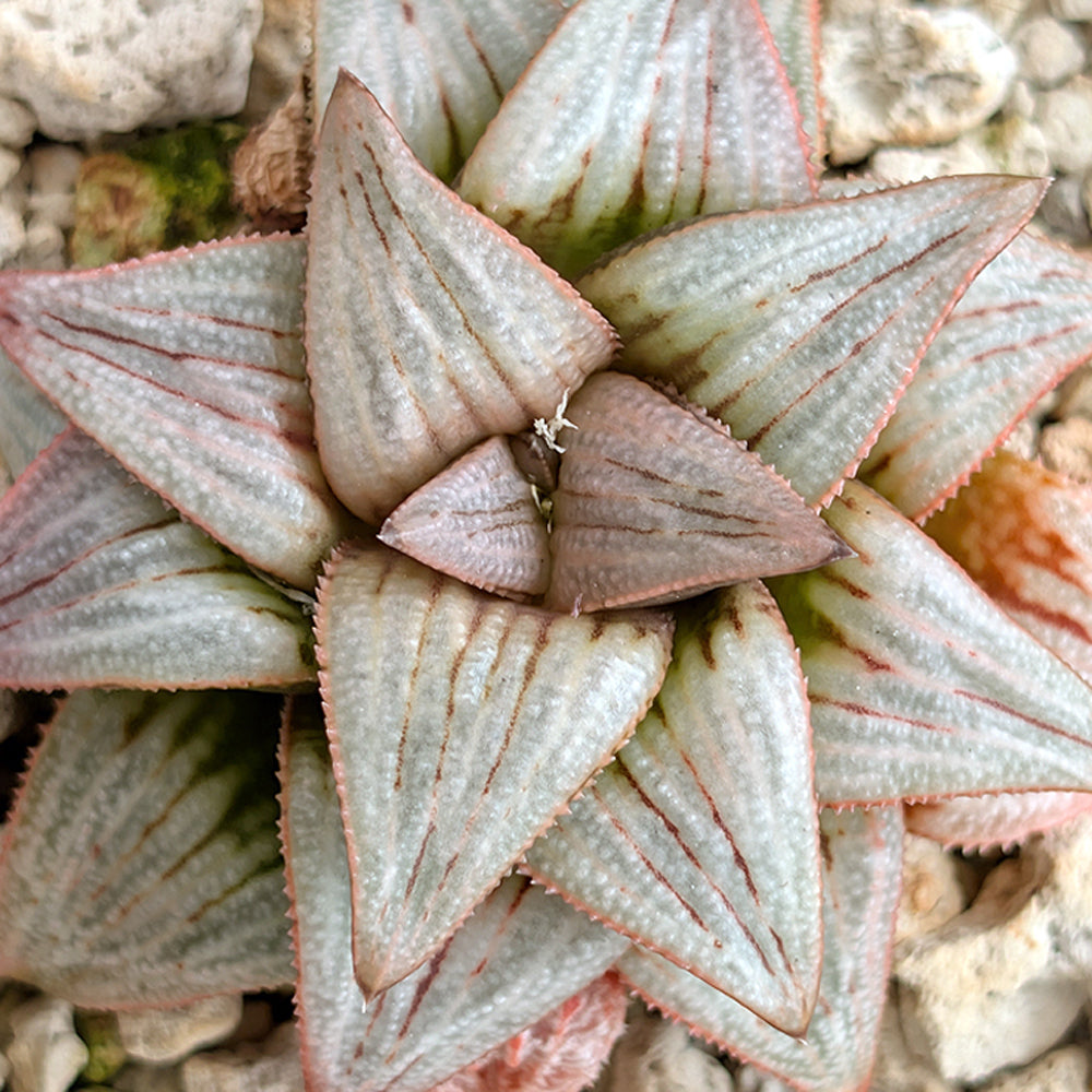Haworthia PP225 hybrid series #41