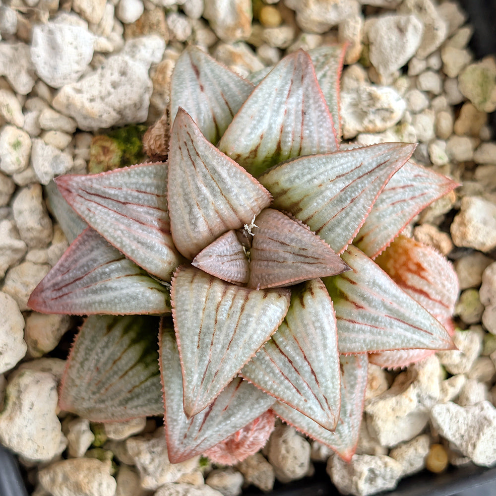 Haworthia PP225 hybrid series #41