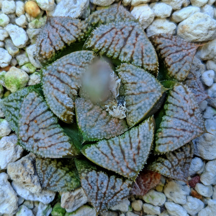 Haworthia  hybrid series PP531 #41