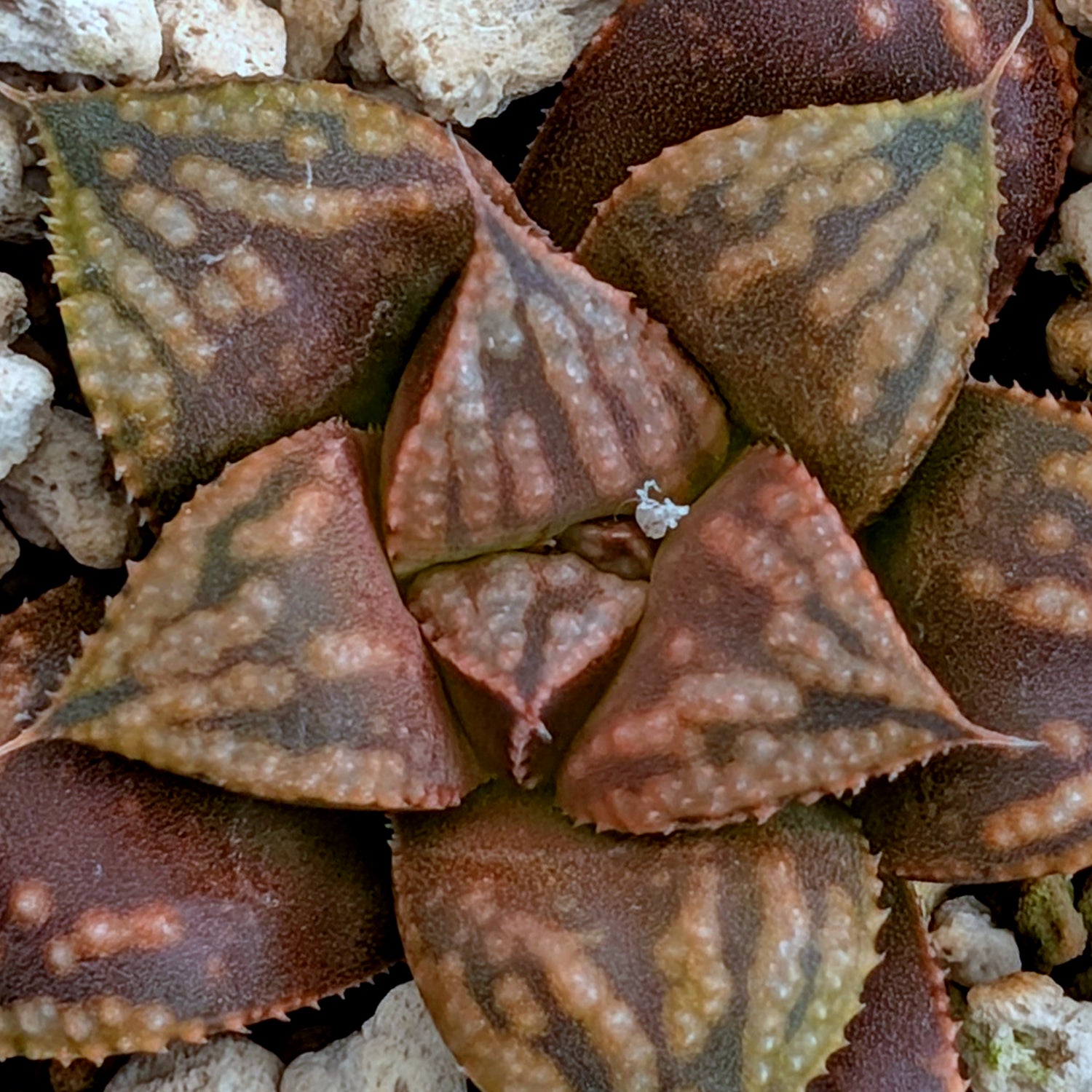 Haworthia PP613 hybrid series #41