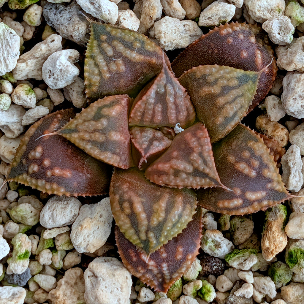 Haworthia PP613 hybrid series #41