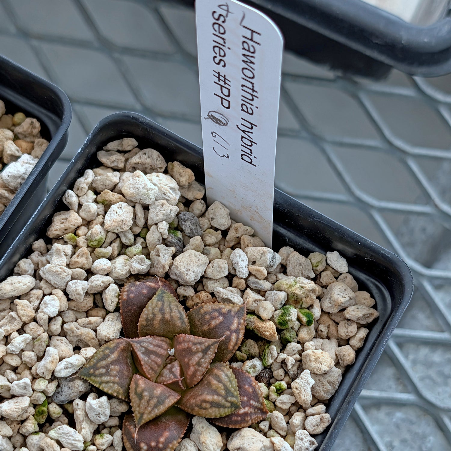 Haworthia PP613 hybrid series #41