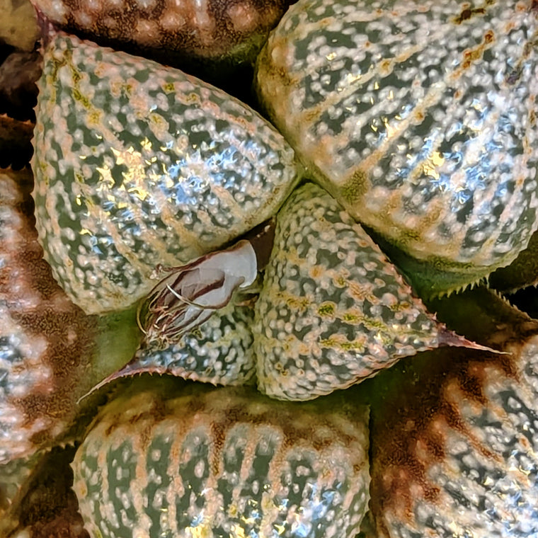 Haworthia  hybrid series PP639 #41