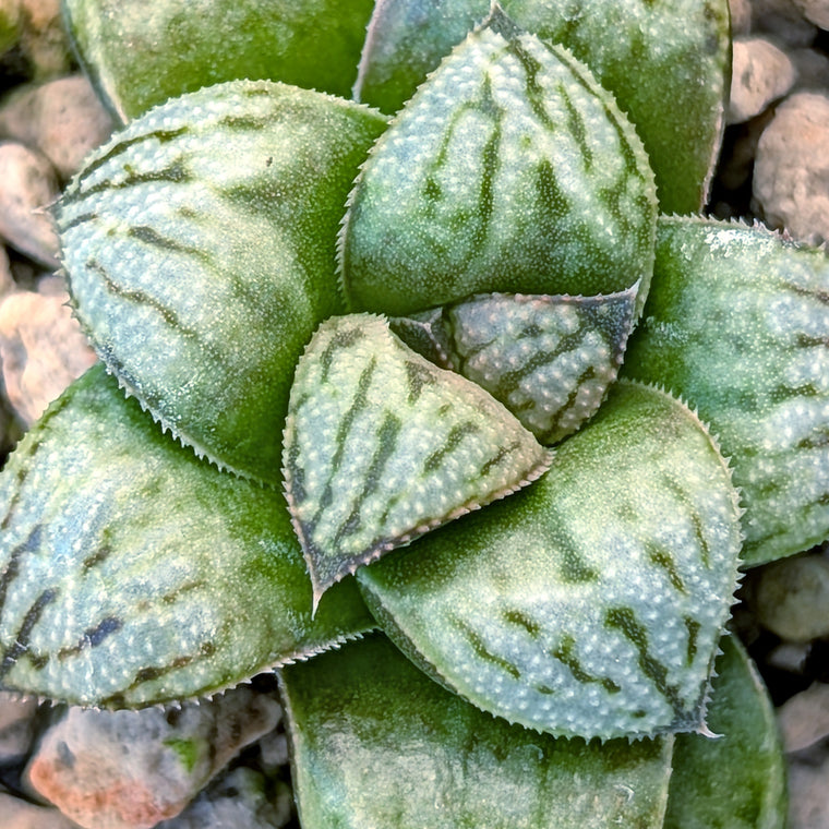 Haworthia PP671 hybrid series #41