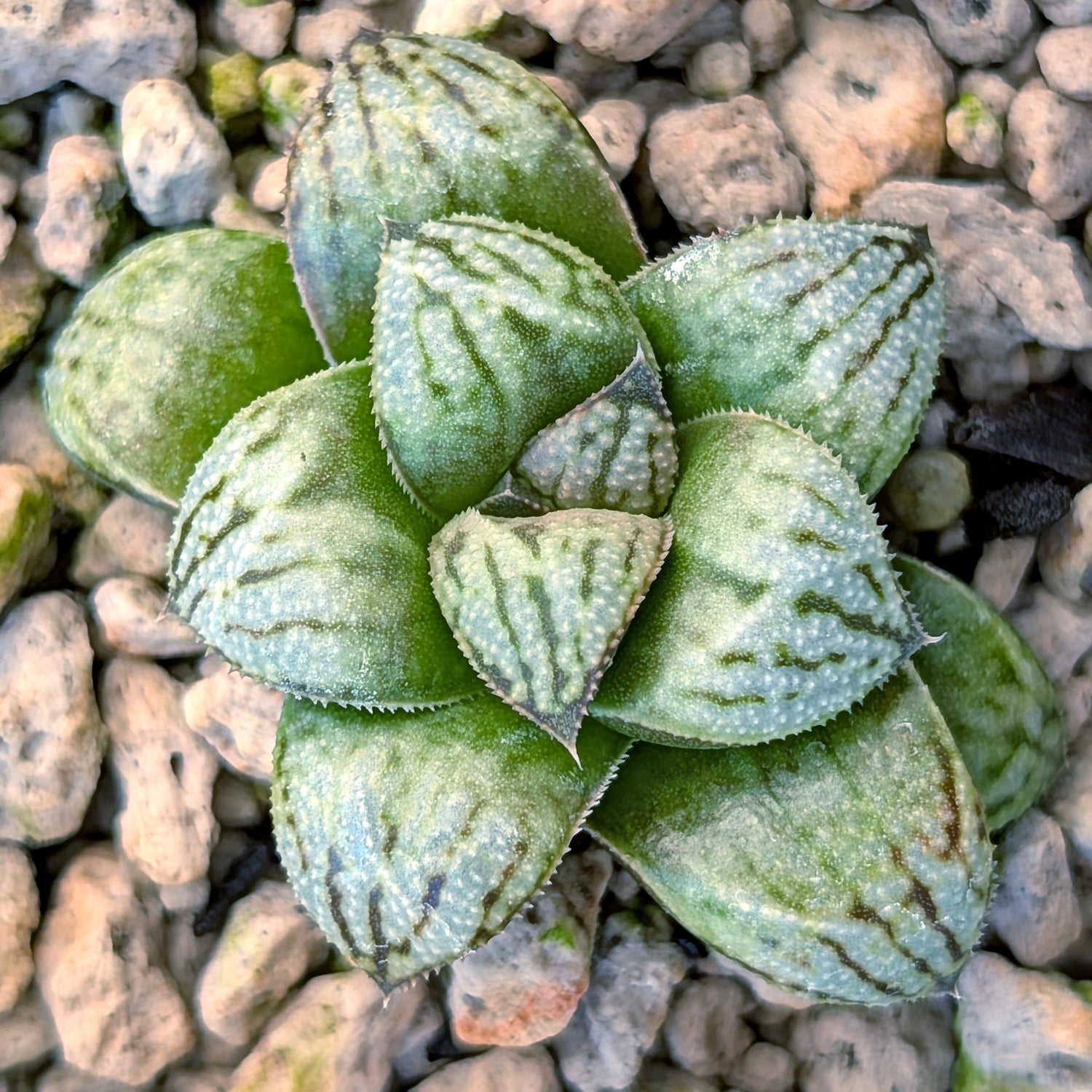 Haworthia PP671 hybrid series #41