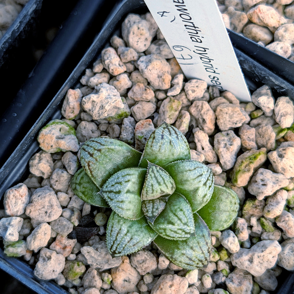 Haworthia PP671 hybrid series #41