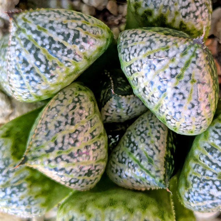 Haworthia splendens PP287 #41