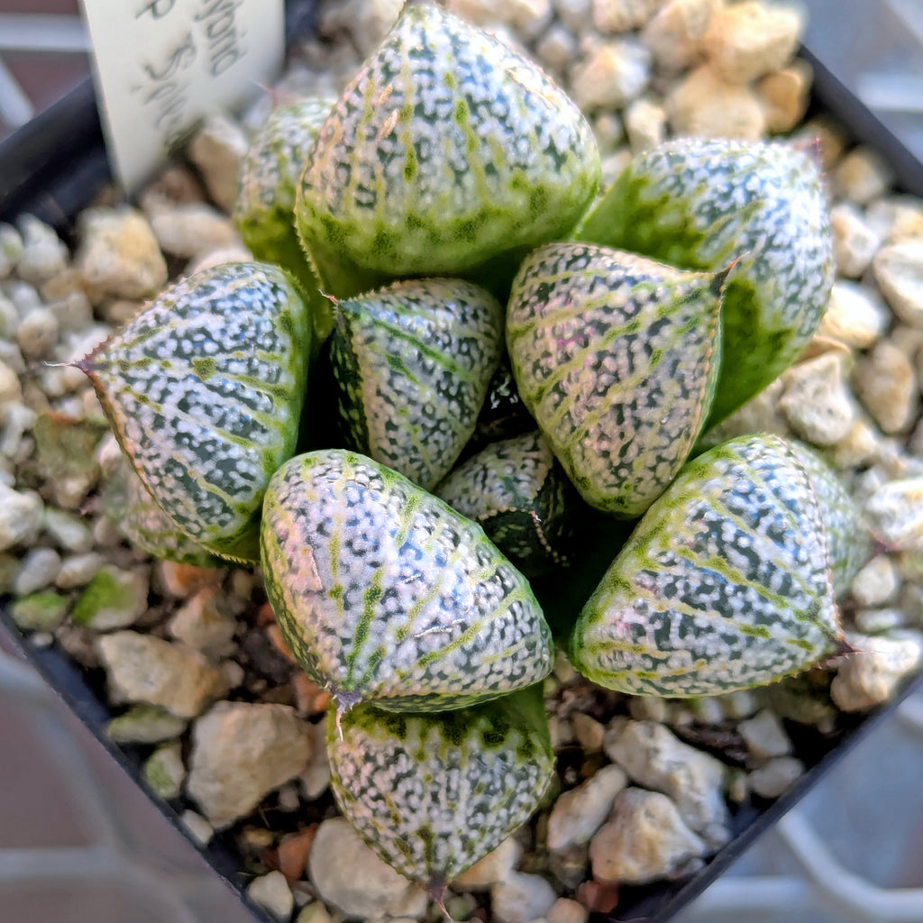 Haworthia splendens PP287 #41