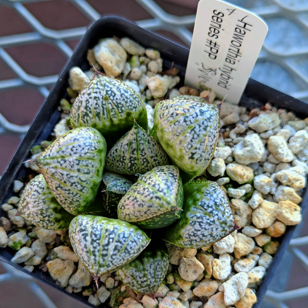 Haworthia splendens PP287 #41