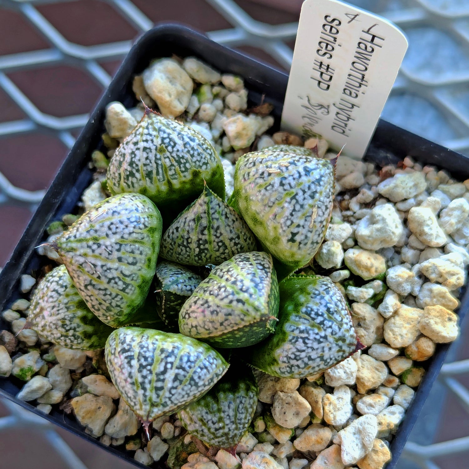 Haworthia splendens PP287 #41