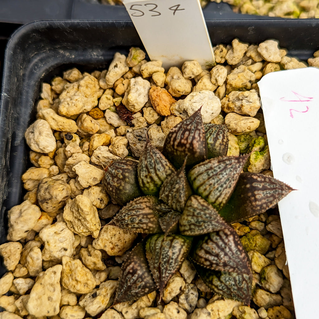 Haworthia "Black Star" hybrid series PP534  #42 SOLD OUT