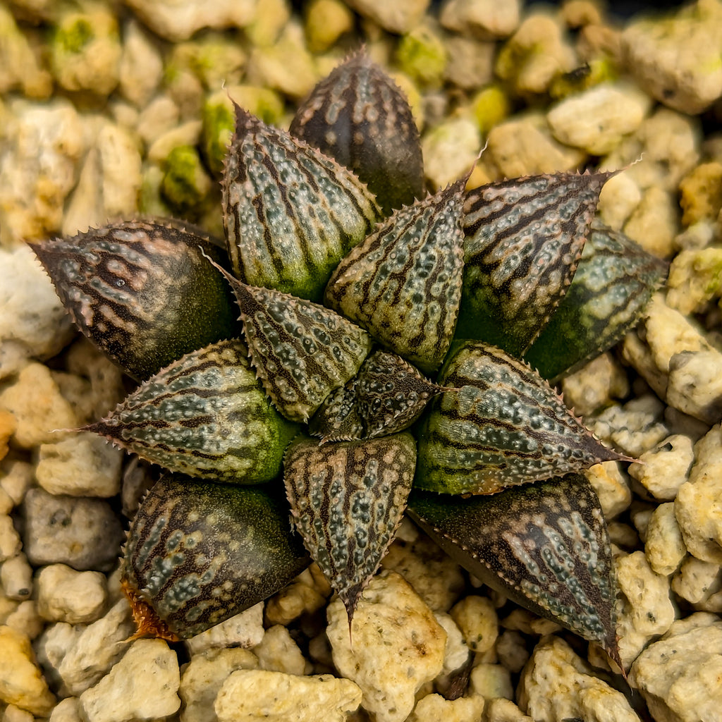 Haworthia "Black Star" hybrid series PP534  #42 SOLD OUT