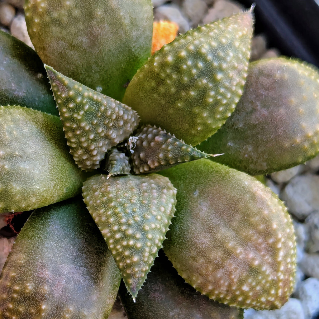Haworthia PP619 hybrid series #42
