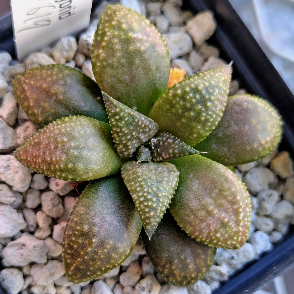Haworthia PP619 hybrid series #42