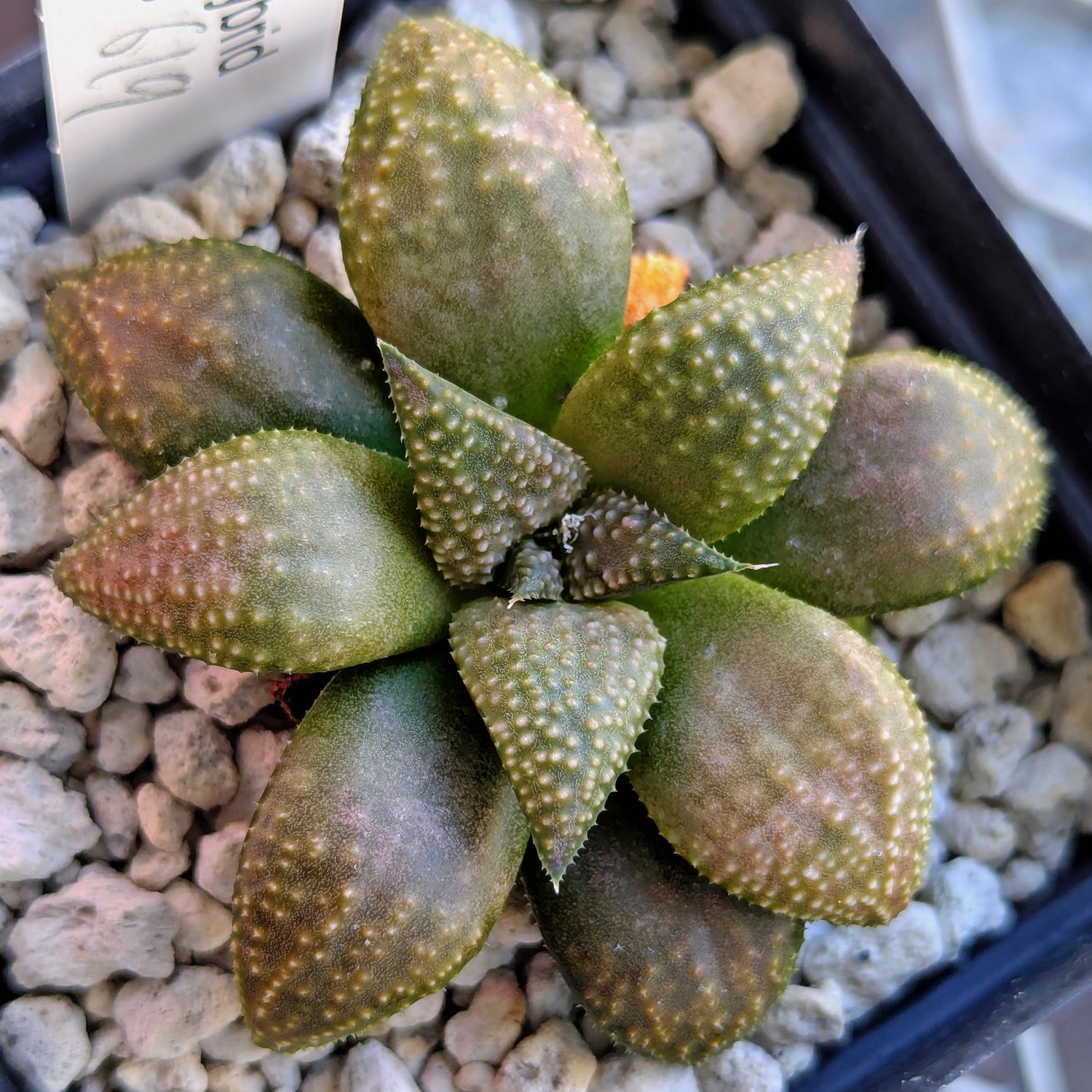 Haworthia PP619 hybrid series #42