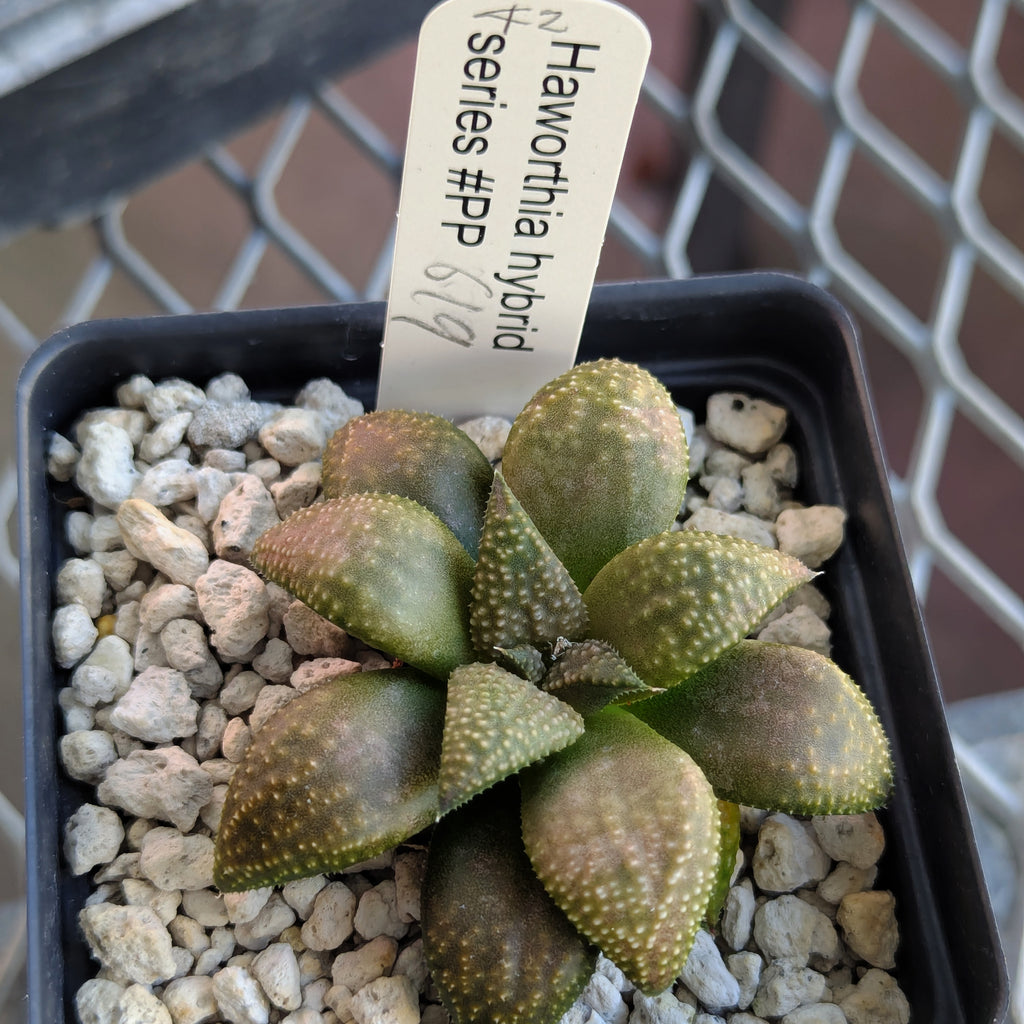 Haworthia PP619 hybrid series #42