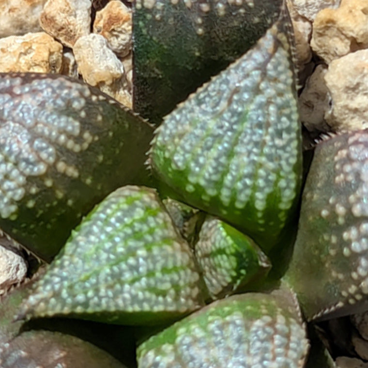 Haworthia  hybrid series PP611  #42